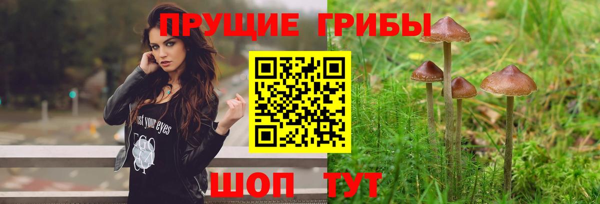 Петропавловск-Камчатский  Псилоцибиновые грибы MAGIC MUSHROOMS  Вход с VPN 